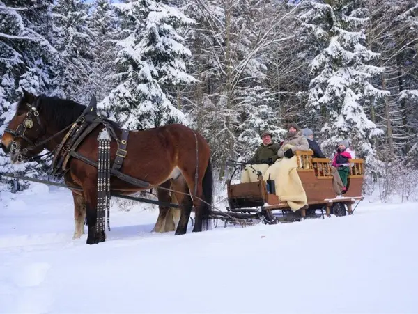 Winterurlaub auf dem Bayerwald Ferienhof beinhaltet auch eine Pferdeschlittenfahrt mit Max und Moritz.