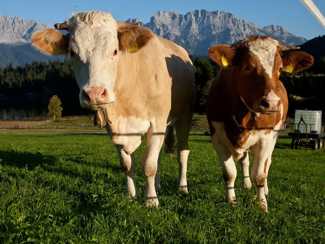 Kühe in der Zugspitz Region vor Karwendelgebirge 