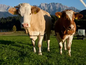 Kühe in der Zugspitz Region vor Karwendelgebirge 