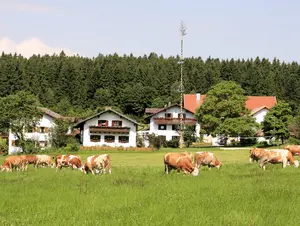 Biohof mit Kühen auf der Weide