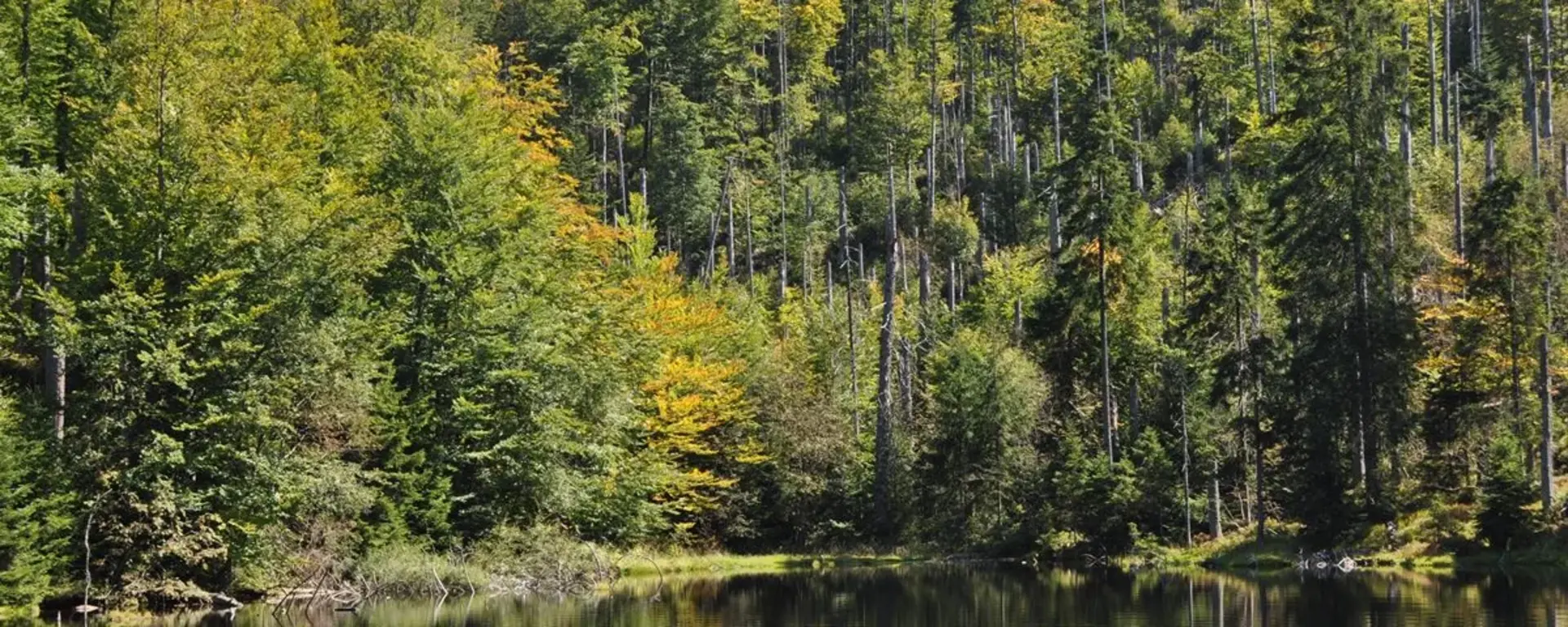 Martinsklause beim Lusen, Naturpark und Nationalpark Bayerischer Wald