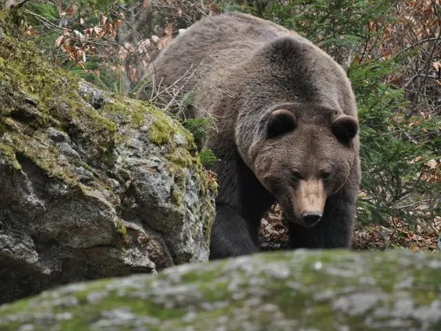 Bär im Nationalpark Bayerischer Wald