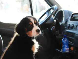 Die Hundefreundlichkeit wurde mit Pfoten klassifiziert.