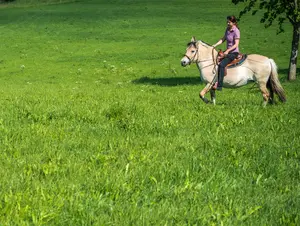 Urlaub mit Reitmöglichkeit für Groß und Klein auf Ferienhöfen in Bayern