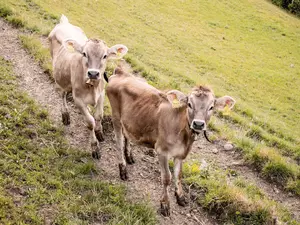 Kühe erleben auf dem Biohof