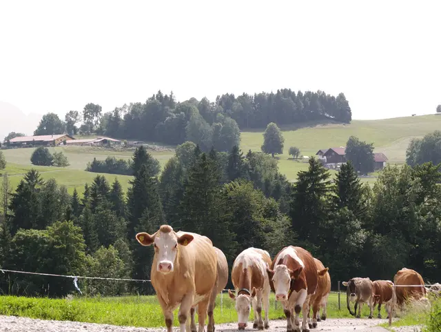 Kühe mit Freilauf auf dem Biohof