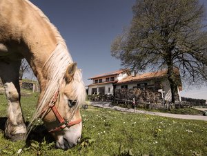 Pferde versorgen auf dem Biolandhof