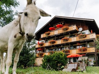 Hofansicht aus Eselperspektive