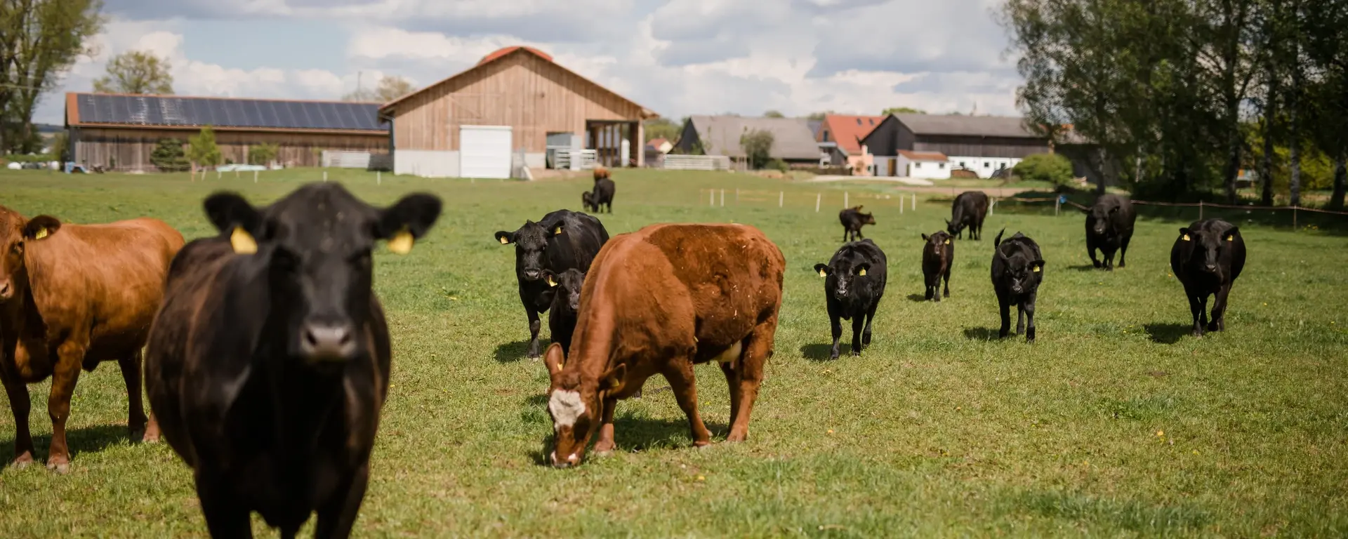 Freilandhaltung der Kühe auf dem Biohof in Bayern