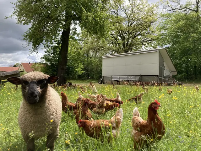 Nachhaltige Tierhaltung - © Ferienhof Scheckenbauer Freilandhaltung der Hoftiere