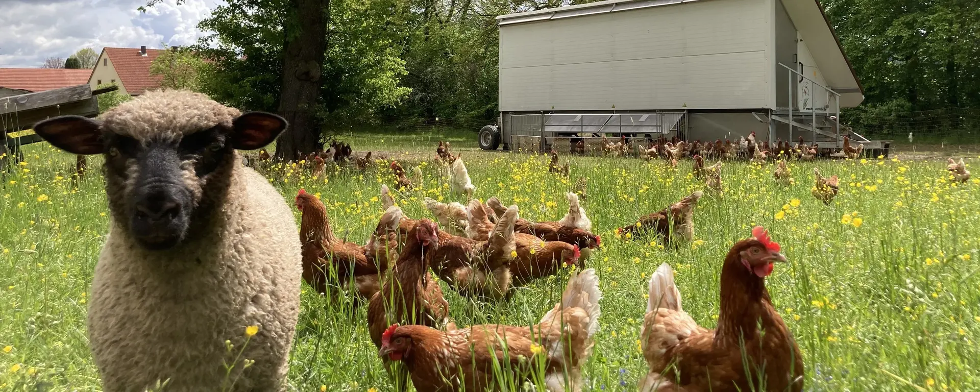 Freilandhaltung der Hoftiere 