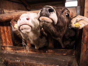 Mithilfe im Stall erwünscht