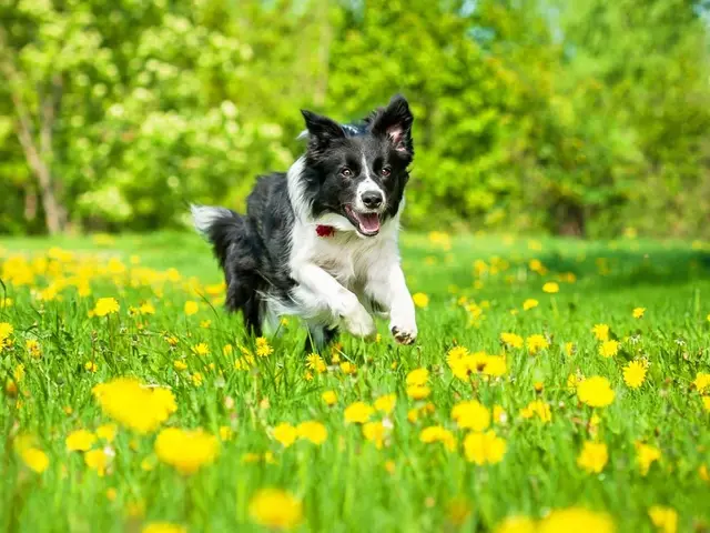 Wellnessurlaub mit Hund in Bayern Toben im Garten