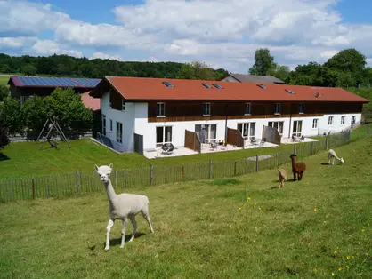 Blick auf die Lamas von der Ferienwohnung