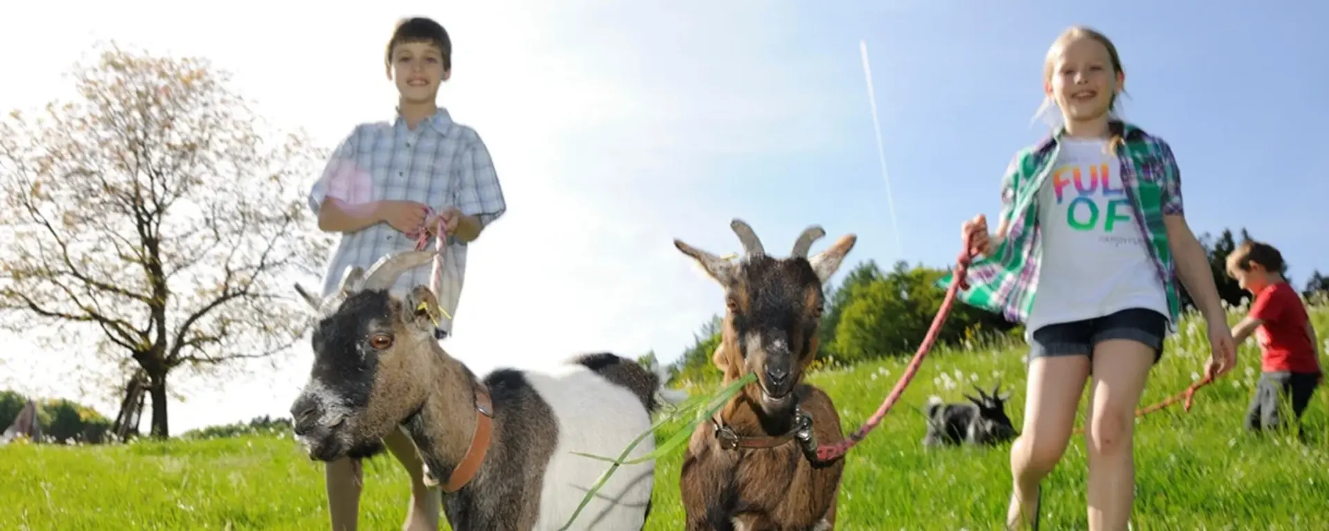 Spaziergang mit Ziegen auf dem Bauernhof in der Region Chiemsee