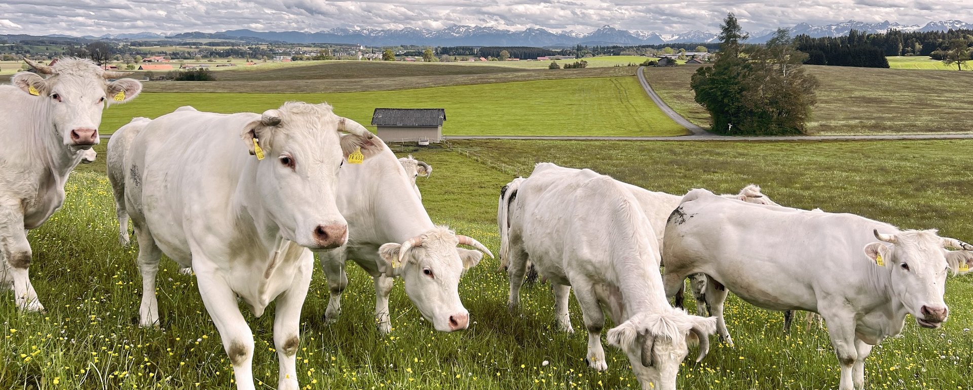 Glückliche Bio-Kühe auf der Bio-Weide