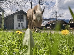 Pferde wohnen auf dem Ferienhof mit Wellness