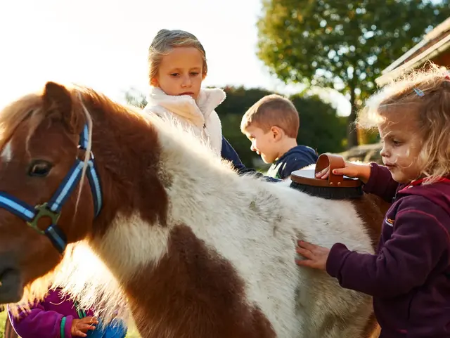 Mini Shetlandponys auf dem Ferienhof Stetter