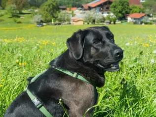 Hofhündin sitzt vor dem Bauernhof.