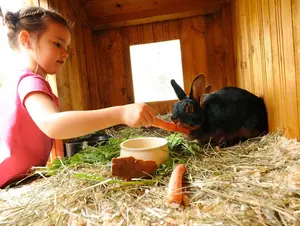 Kind füttert Hase