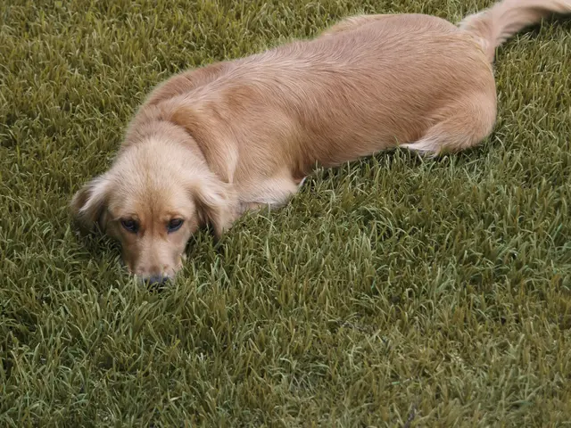 Spielgefährtin Hofhund Kira