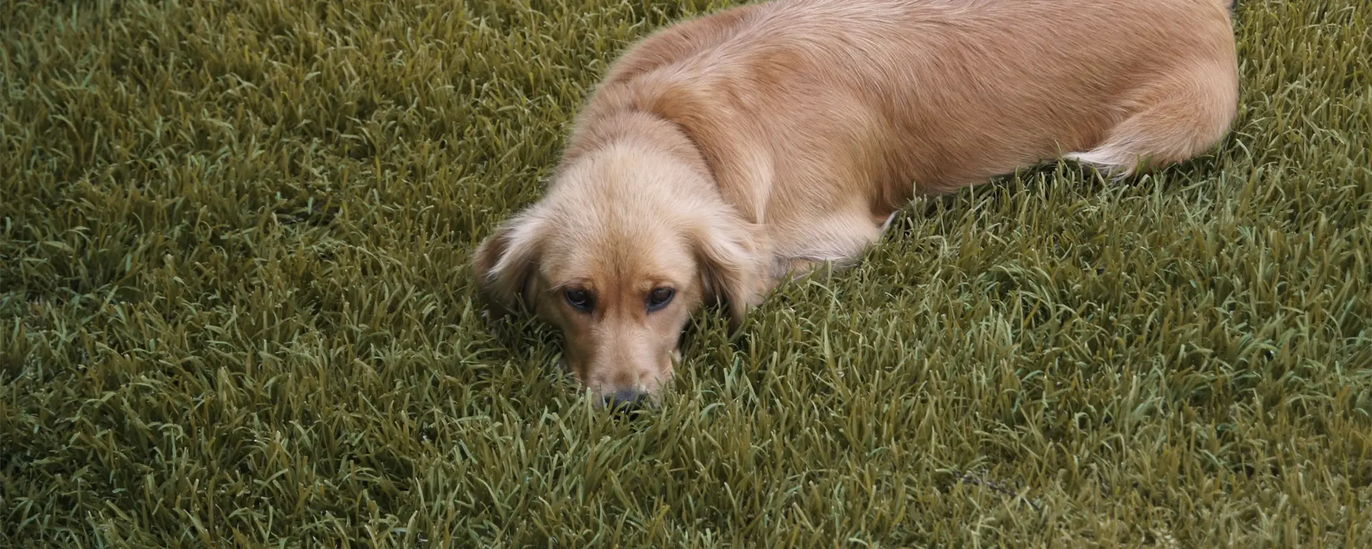 Spielgefährtin Hofhund Kira