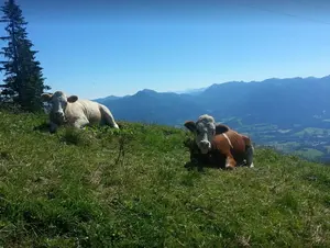 Kalbinnen auf der Alm des Ferienhof Streidl