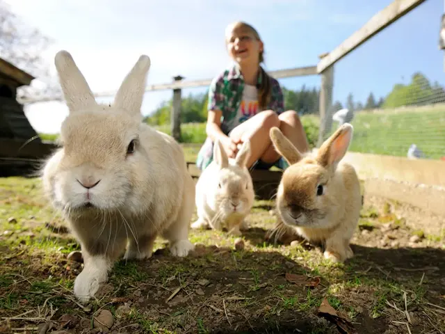 Streicheltiere und Hasen auf dem Bauernhof in der Region Chiemsee