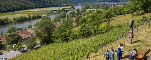 Weinberg Gemünden am Main - © Spessart-Mainland, Holger Leue Weinberg Gemünden am Main - © Spessart-Mainland, Holger Leue
