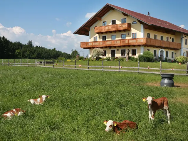  Kälber dürfen sich frei auf der Wiese vor dem Schmiedhof bewegen.