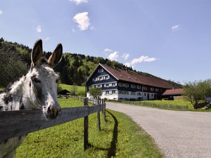 Esel auf dem Biohof im Allgäu