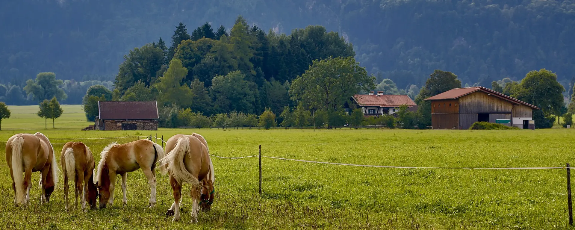 Pferde grasen vor Bauernhof mit Reitmöglichkeit