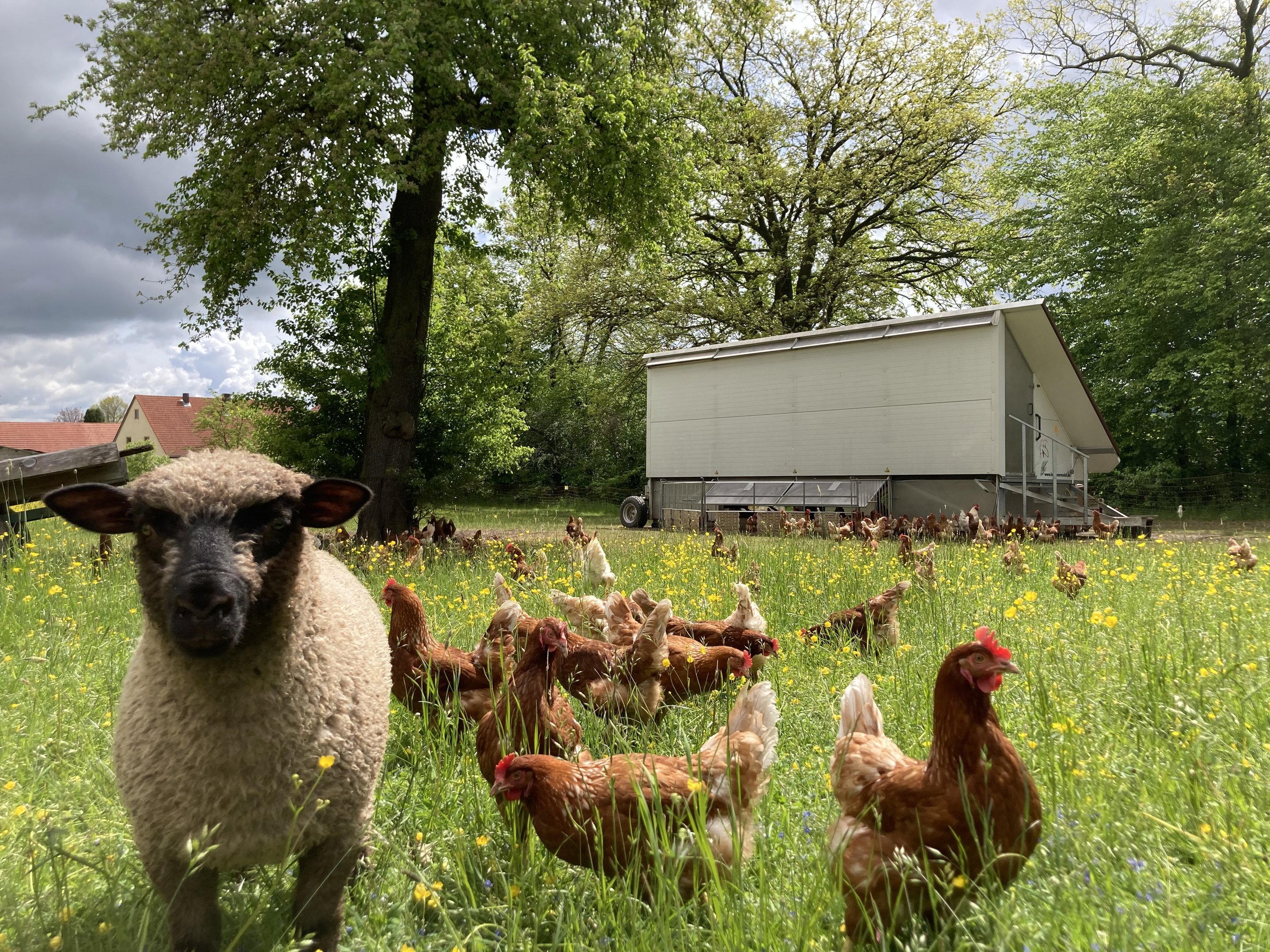 Freilandhaltung der Hoftiere 